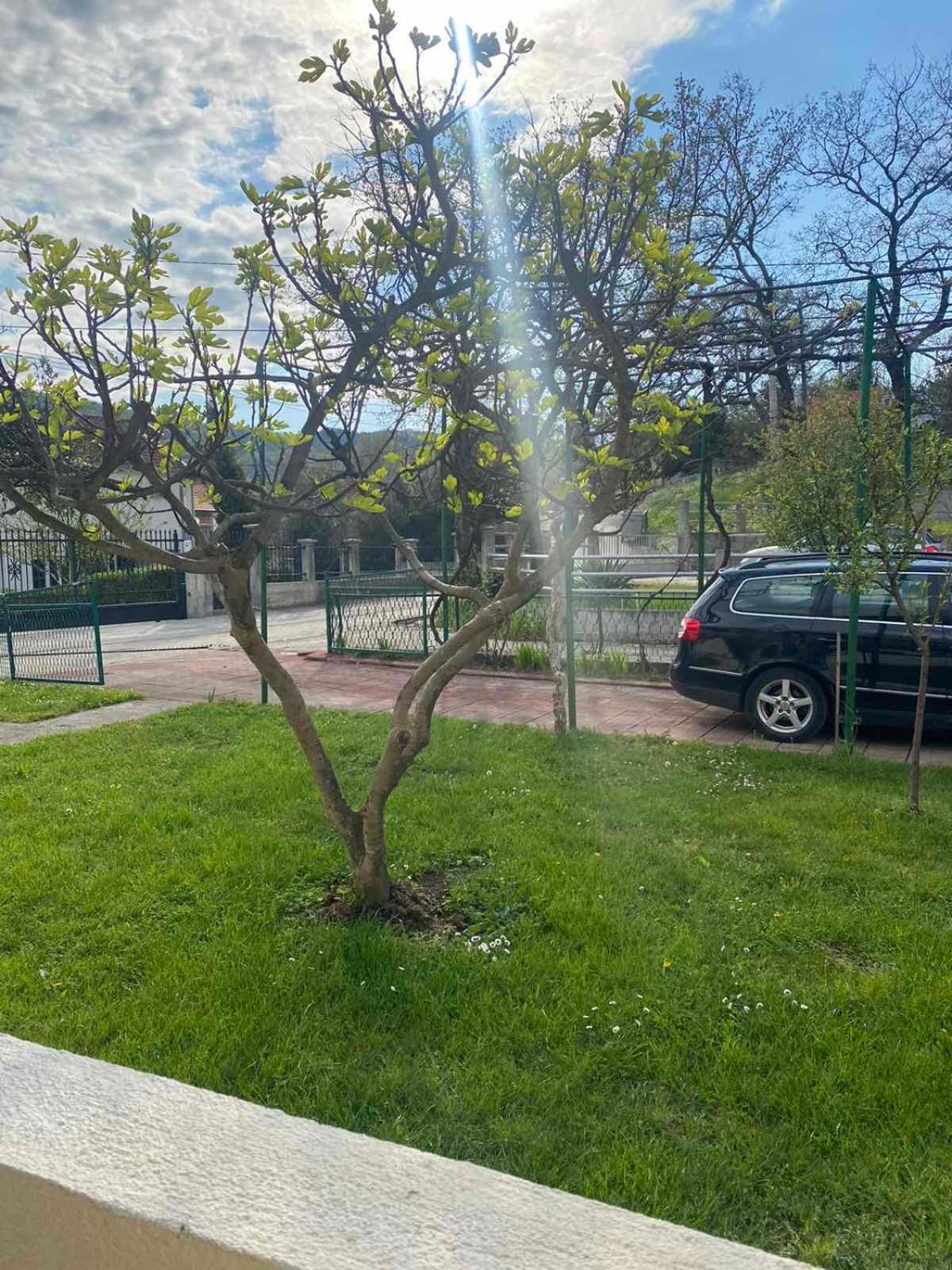 Apartmani Zelenika Херцег-Нови Номер фото